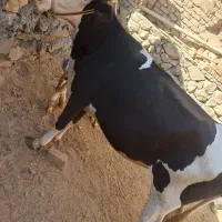 گاو گوساله نوین سمنتال|حیوانات مزرعه|حسین آباد, |دیوار