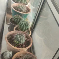 گل کاکتوس شمعدانی ختمی الوورا آگاو|گل و گیاه طبیعی|خوی, |دیوار