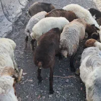 فروش‌۸‌رس‌بره‌نر|حیوانات مزرعه|رشت, رودباری|دیوار