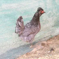 تخم مرغ نطفه دار گلین و طوسی|حیوانات مزرعه|اصفهان, ستار|دیوار