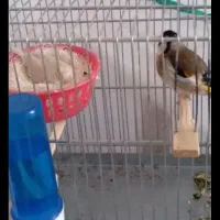 سهره|پرنده|سنندج, |دیوار