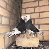 کبوتر گمشده