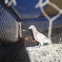 کبوتر گرفتنی|پرنده|سبزوار, قصبه شرقی|دیوار