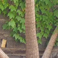 یوکا تنه ایی درختی سه شاخه