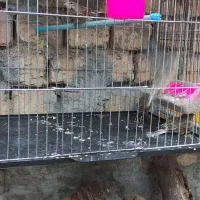 سهره سینه سرخ گلبسر|پرنده|دهاقان, |دیوار