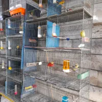 کفتر پرشی|پرنده|ماهدشت, |دیوار