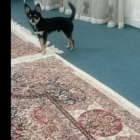 سگ خیلی سایزه ریز|سگ|اهواز, کیانپارس |دیوار