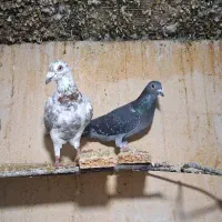 الماسی سینه سفید پلاکی پشت طاووسی|پرنده|مرودشت, دولت آباد|دیوار