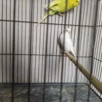 مرغ عشق های مولد تخم دار|پرنده|خرمدره, |دیوار