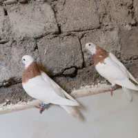 کبوتر طوقی کاکولی|پرنده|پیرانشهر, |دیوار
