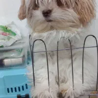 سگ شیتزو پا کوتاه نر ۶ماهه واکسیناسیون