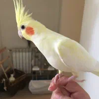 جوجه عروس هلندی لوتینو|پرنده|تهران, امام زاده عبدالله|دیوار