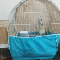 عروس هلندی جفت مولد تخم‌ گذار