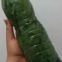 برگ انگور