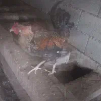 خروس محلی بزرگ