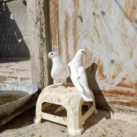 کفتر. نوک قنار|پرنده|تهران, شهرک امام خمینی|دیوار