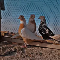 دم سیاه چتن زرد دم زرد ساده هفت رنگ