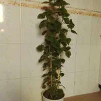 گل حسن یوسف و مرجان