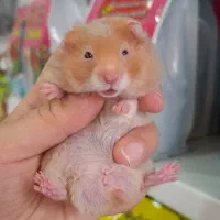 همسترهای بامزه خانگی