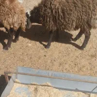 بره نر|حیوانات مزرعه|درمیان, |دیوار