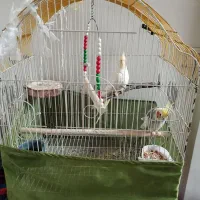 عروس هلندی|پرنده|ری, سیزده آبان|دیوار