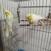 عروس هلندی لوتینو|پرنده|مشهد, فتح المبین|دیوار