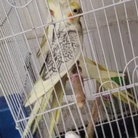 عروس هلندی