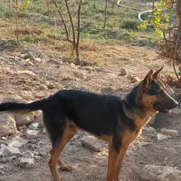 سگ ژرمن ۶ ماهه|سگ|باقرشهر, |دیوار