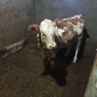 گوساله ماده