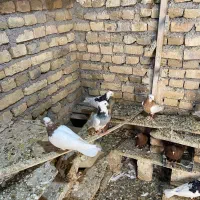 طوقی جفتگاه و پرش|پرنده|تربت‌حیدریه, آبشار|دیوار