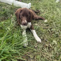 توله سگ شکاری.ماده واکسینه انگل تراپی شده