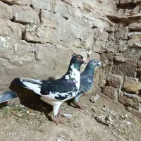 کبوتر|پرنده|نیشابور, بنیاد شهید|دیوار