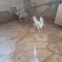 خروس گلین