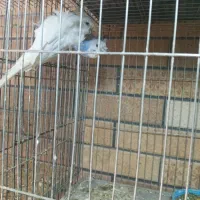 مرغ عشق پروانه ای