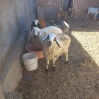 بره ماده سبک وزن|حیوانات مزرعه|درمیان, |دیوار