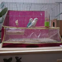 فروش جفت مولد کوتوله برزیلی|پرنده|شهرکرد, |دیوار