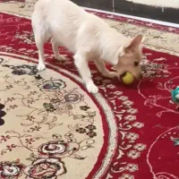 مژدگانی