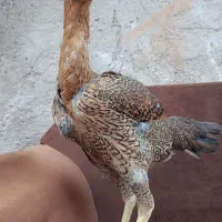 مرغ لاری
