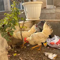 خروس|حیوانات مزرعه|نظرآباد, رسالت|دیوار