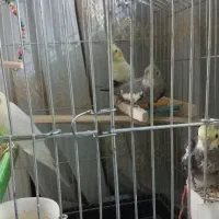 نر و ماده،دوعدد جوجه سه ماهه،دو عدد جوجه سرلاکی