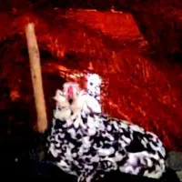 مرغ گلین اصل، بدون پر غلط، چهل تاج و ریشی،بشرط