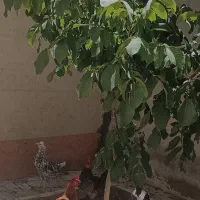 مرغ گلین