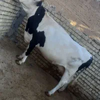 گاو سیمینتال