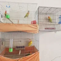 کوتوله برزیلی مولد