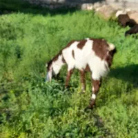 بز پاکستانی اصیل آبستن دوقلوزا