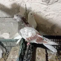 کبوتر|پرنده|ماکو, |دیوار