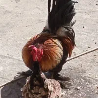 مرغ و خروس زینتی ژاپنی