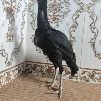 جوجه لاری اوشامو مرغ و خروس اصل دانگ بالا|حیوانات مزرعه|زاهدان, |دیوار