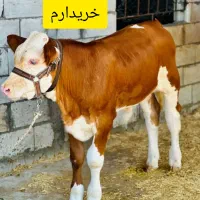 خریدو فروش گوساله