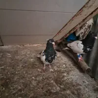 جوجه کله ای